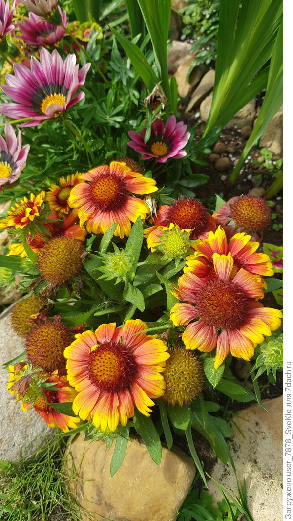 Рудбекии нет, поддержу гайлардией 😊