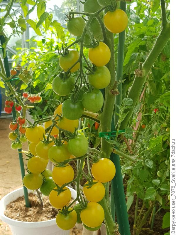 Поддерживаю!