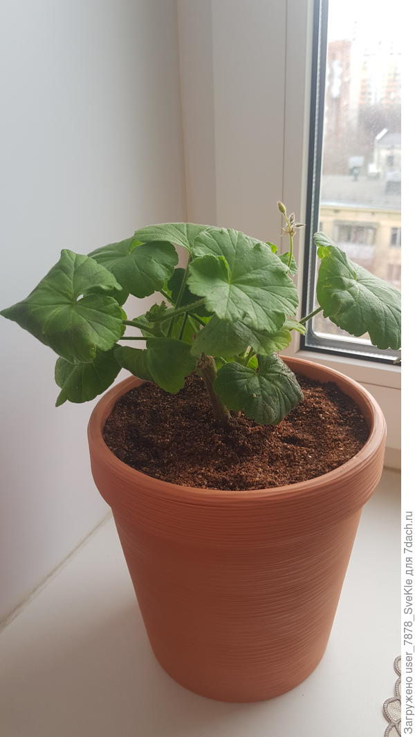 Подарили мне его с землей в пластиковом пивном стакане 0,5. Я пересадила его в горшочек