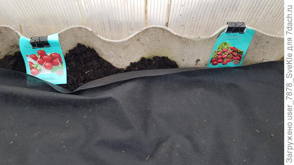 Дуро и Селеста