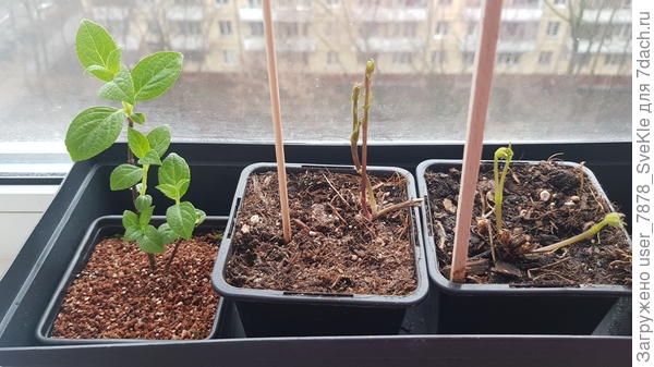 Бодро колосятся Самарская Лидия, Тайга и Лемон Дрим)