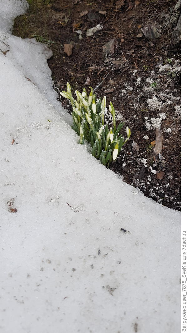 Подснежники нашли😂