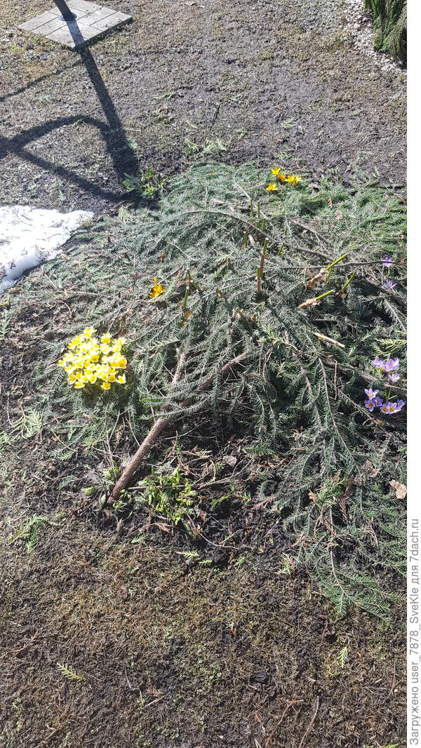 А вчера открыли калитку, смотрим, а через лапник (укрывали им клематисы и горту метельчатую, осенью только посаженную) уже торчат крокусы и подснежники)