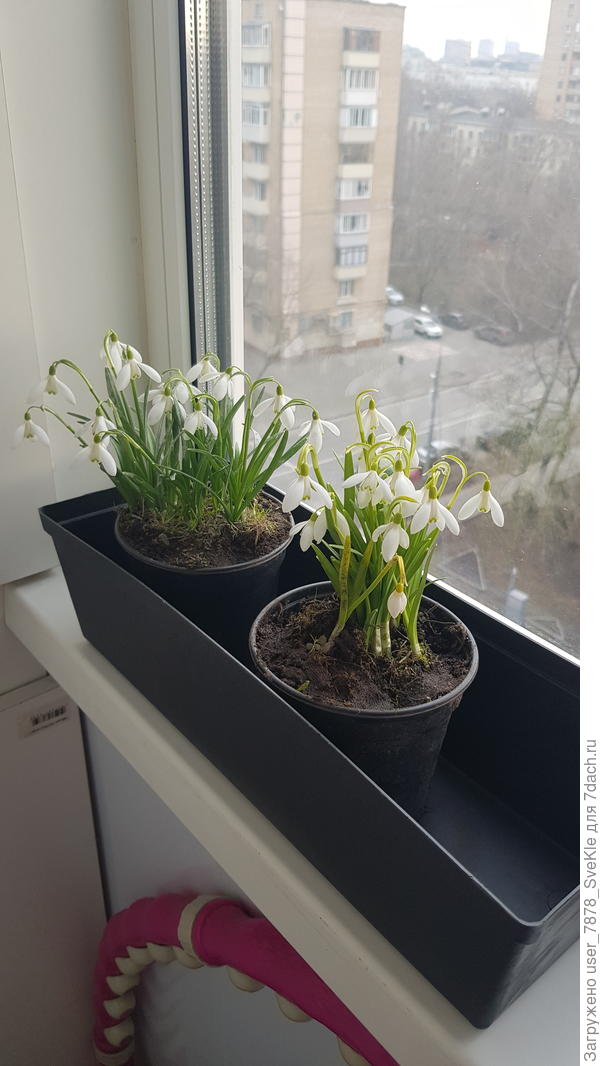 Вот вчера отковыряла двум своим подрунькам-дачницам подснежников на рассаду))