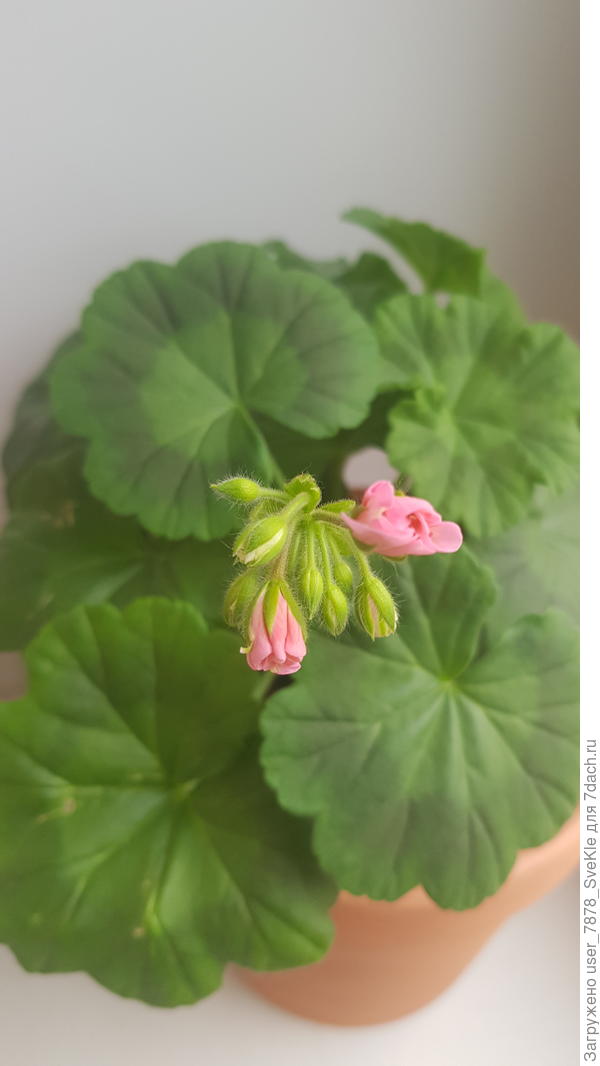 Скоро цветок распустится🤗