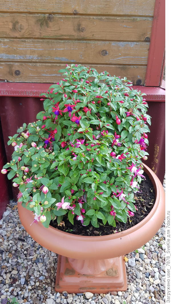 Здесь аж три разных