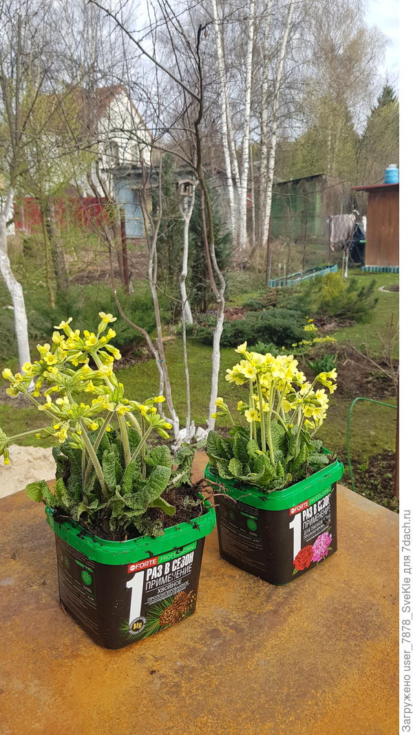 Подружкам отковыряла рассады😁