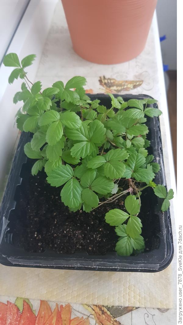 А по листикам можно определить, на какую похожа моя земляника?