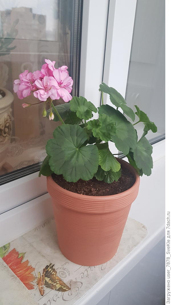 В выходные отвезу ее на дачку, пускай застекленную веранду начинает украшать. Лето настанет, переедет на открытую веранду)