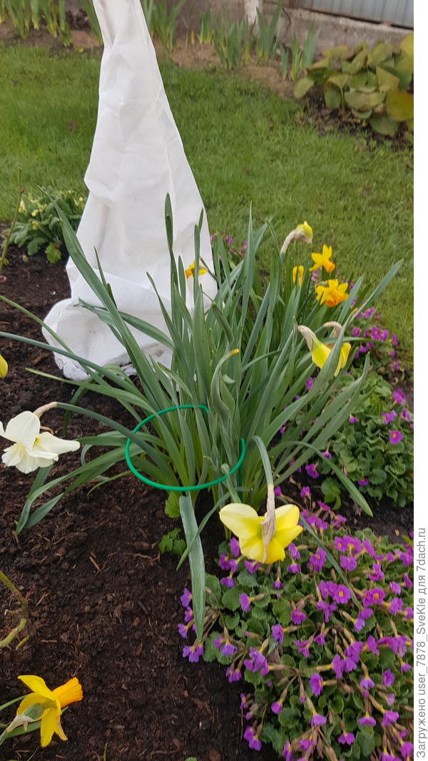 Нарцисы стеклянные