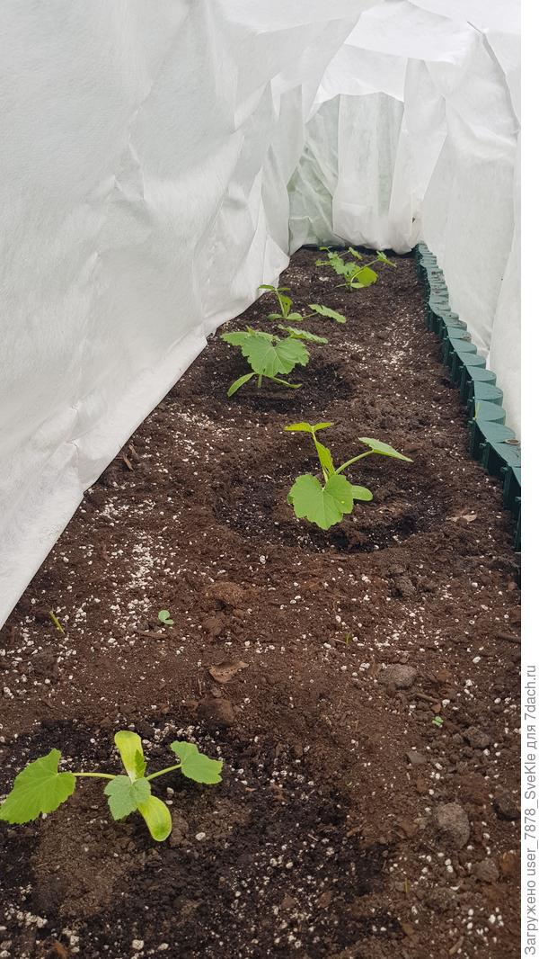 Кабачочки держаться, ждут тепла