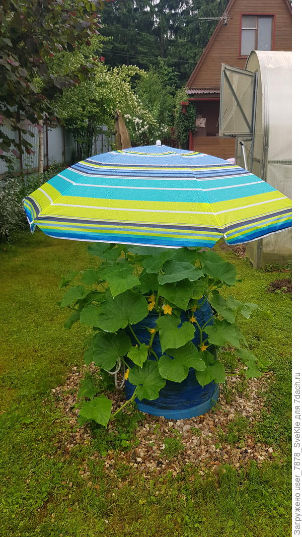 А этот зонт защищает пчелоопыляемый огурец от палящих лучей или града