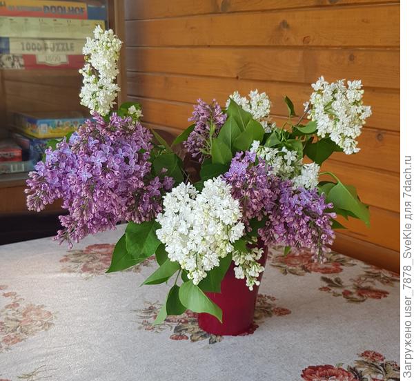 С удовольствием присоединяю свой сердечный букетик сирени🤗 Рушана, счастья Вам, здоровья, благоденствия, мира и добра🕊