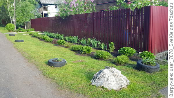 Сюда вместе с частью оранжевого гелениума пошел и бузульник Пржевальского, нечего ему на участке делать. Посмотрим, какая картинка перед забором будет вырисовываться. Хотя, конечно, нужно время, чтобы всё разрослось