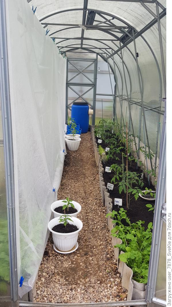 У нас перцы там в ведрах, за шторой огурцы пытаются вырасти, ну, и томаты. У нас теплица одна - сборная солянка. Выживет сильнейший💪