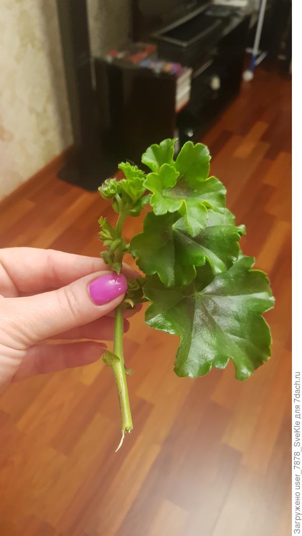 Надеюсь, что укоренится🙏 первый раз в жизни что-то тырила)))