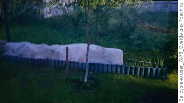 Сегодня ночью спасали ее от возможного заморозка. Первый раз я узнала, что она мерзлявая. Никогда не было нужды ее укрывать. Но всегда что-то бывает впервые