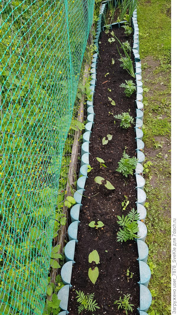 Фасоль с бархатцами