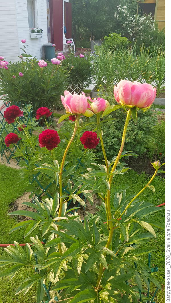 Я пошла дальше, года 3 назад разозлившись на бывшего мужа, под Ред Чарм и Корал Чарм при поднятии их вилами в посадочные ямы кинула по его белому мокасину фирмы Baldinini🤣🤣🤣 ЗАЦВЕЛИ!!! А пропажи пары мокасин до сих пор не обнаружено😂😂😂 у итальянцев кожа натуральная - проверено пионами🤣🤣🤣 Хотите верьте, хотите нет🤷‍♀️