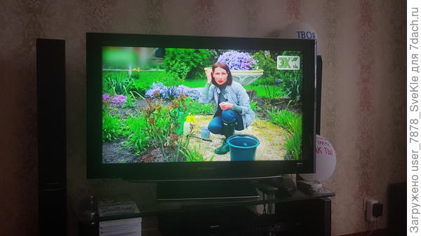 Вот сейчас про уход за розами рассказывают)