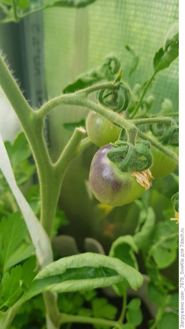 Такая весна была... а первая декада июня? Рады, хоть что-то и как-то завязывается)))