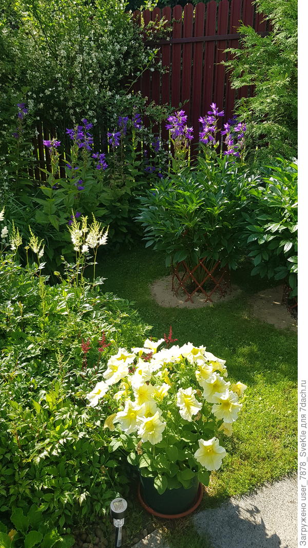 Чубушники доцветают. Но аромат еще хорошо слышен