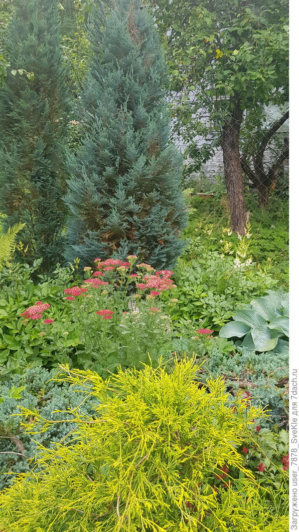 Привести в порядок хвойники времени не хватило. А я им каждый раз обещаю, мол, вот-вот, друзья держитесь...