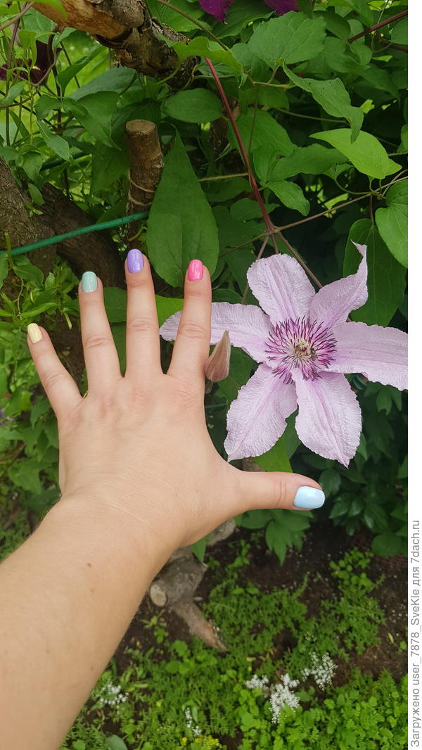 Клематисы еще не все зацвели. Но размер цветков в этом году радует. Обычно мельче были.