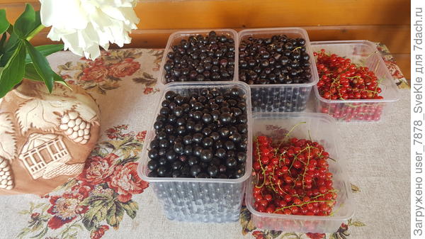 Подсобрали немного смородинки на заморозку. Смородины достаточно, но времени на сбор не хватает