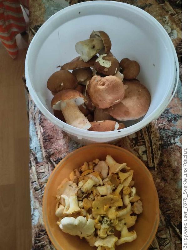 Вот пока я работаю, сестрица на 3 дня в Калугу смоталась))) Хоть грибного супа в отпуске поем, а то же в прошлом сезоне с грибами у нас полный ноль был.