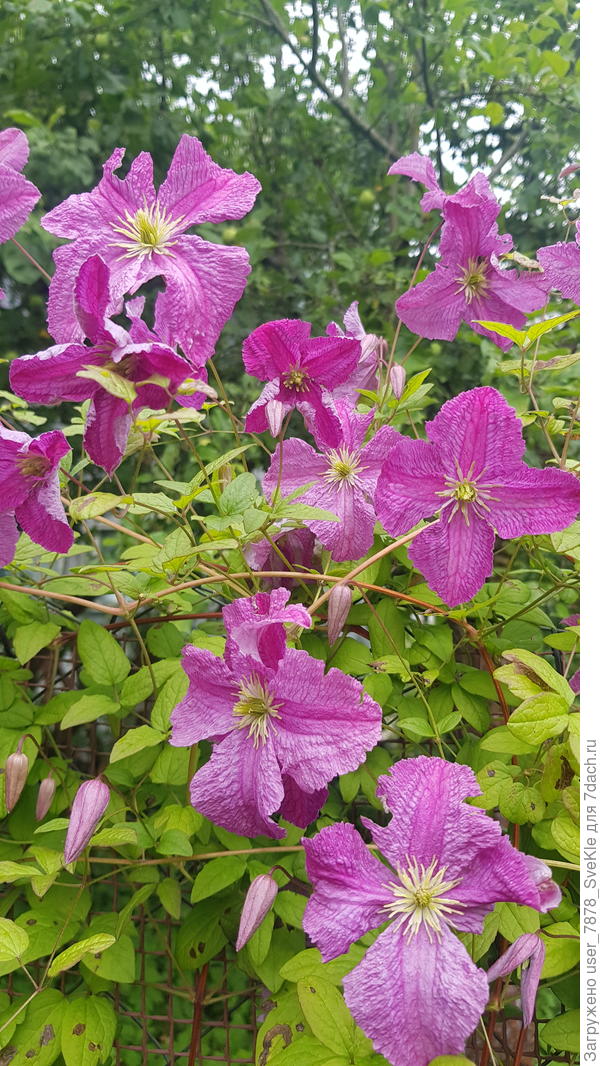 Поздравляю всех победителей! Вы - большие молодцы и труженицы!