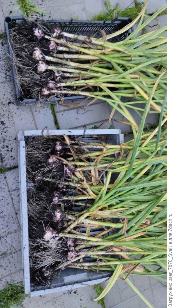 Спасённый....