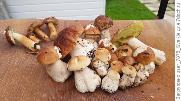 Вышла в пижаме как бычно за калитку покурить утречком) никуда идти не нужно - кайф)