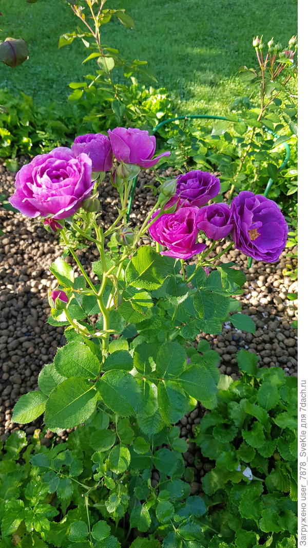 Счастья вам!