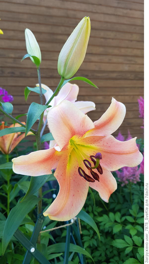 Здоровья вам!