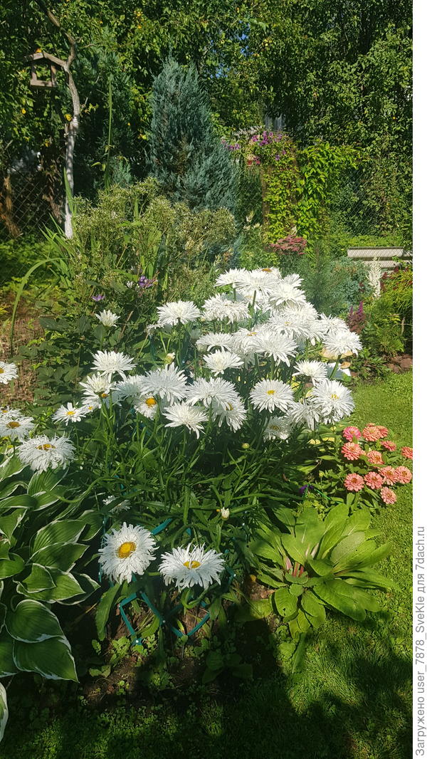 Вот нивяник - молоток, не грустнеет от жарищи)