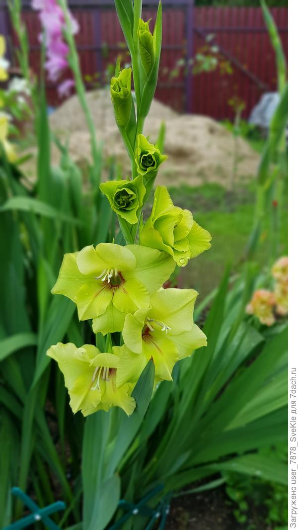 К общему цветению подключаются гладиолусы