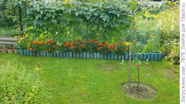 Вот, к примеру, видишь, у нас грядки (те что есть в наличии) все высокие, и часть из них обрамлена вот такими декоративными заборчиками. Они выпуклые. Так проходя с косилкой, между этими выпуклостями оставались пучки травы. Ножницы эту проблему решили🤗 А раньше после покоса мы руками эту траву выдирали. Я уж не говорю, что я теперь туда с ними долезла, куда и не мечтала долезть! Вобщем, "я счастливый, как никто!")))) Это я еще не опробовала насадку-кусторез☝️