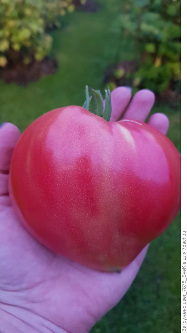 Томат Японка. Очень вкусный! И форма такая сердечная❤