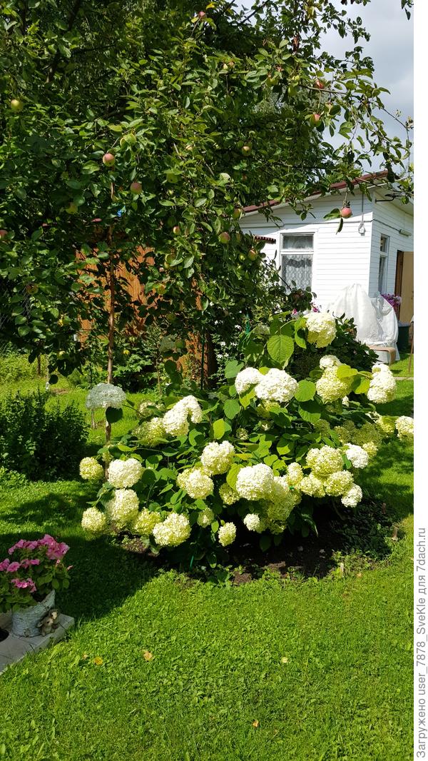 Фото от 03.08.2019. К тому времени эта горта уже была немолодая...