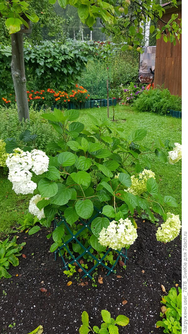 Лот 4. Первый кустик (разделили большой старый куст)