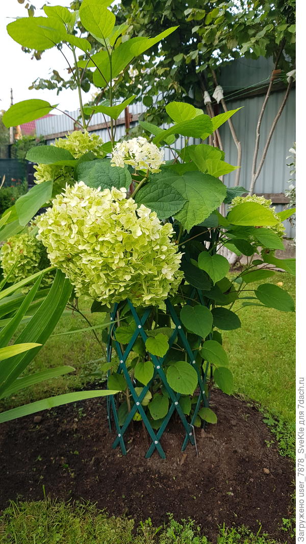 Лот 4. Вторая деленка