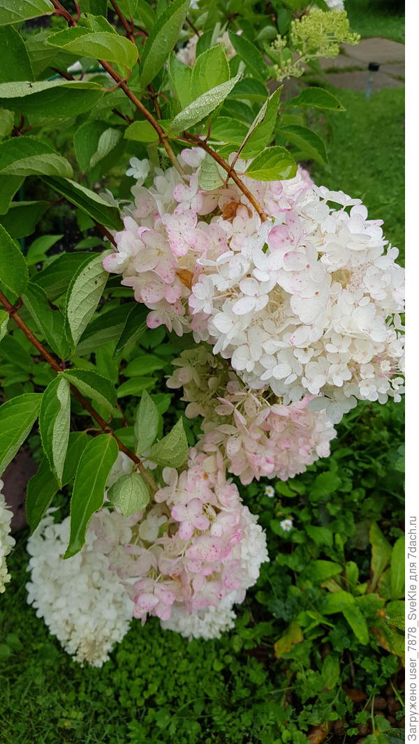 Лот 2. Соцветия