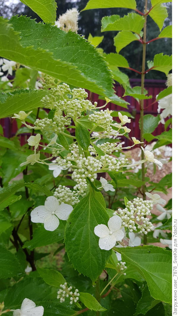 Лот 1. Соцветия