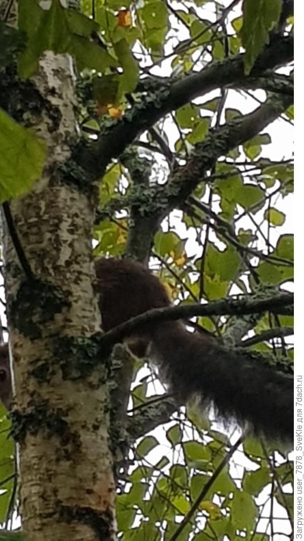 Вот эта наглая хвостатая попа😡 с березы перепрыгивает на нашу орешинку. Та, бедная, аж ходуном ходит