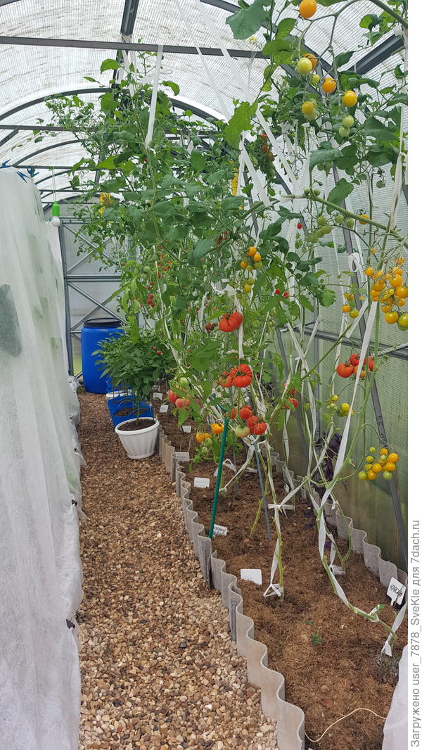 Еще в процессе поспевания