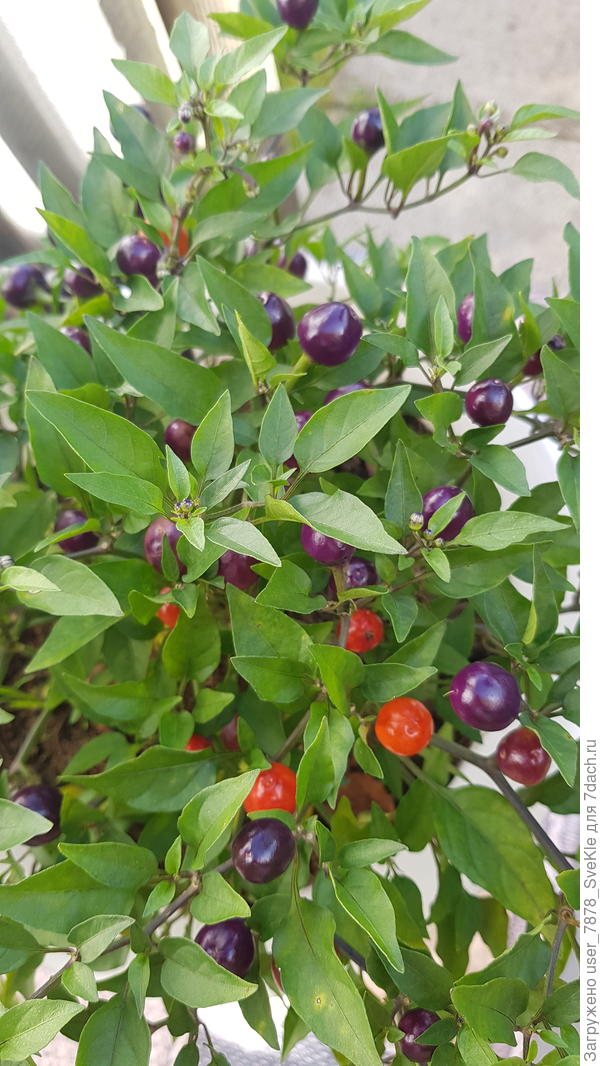 У нас острый Мексиканец на улице тусует