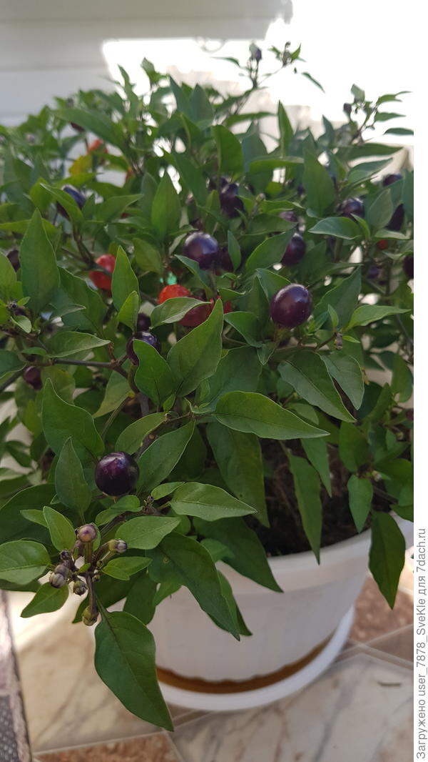 Украшает зону мангала)