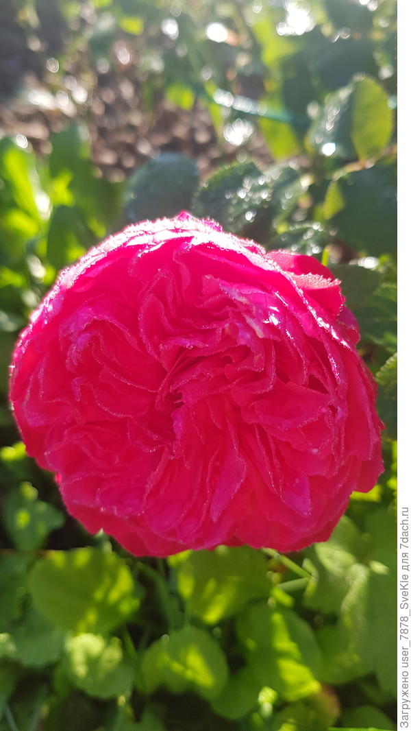 Тоже неизвестная красавица из маминых