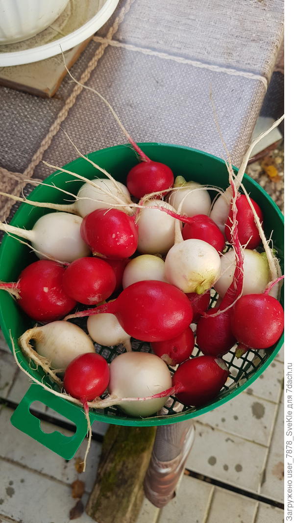 Краснодарская Дуро и продернутый дайкон Алмаз)